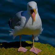 European Herring Gull