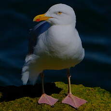 Goéland argenté