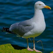 European Herring Gull