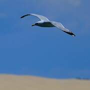 European Herring Gull