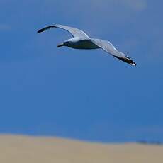 Goéland argenté