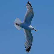 European Herring Gull