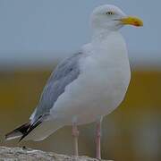 European Herring Gull