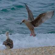 European Herring Gull