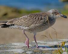 European Herring Gull