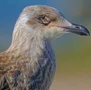 European Herring Gull
