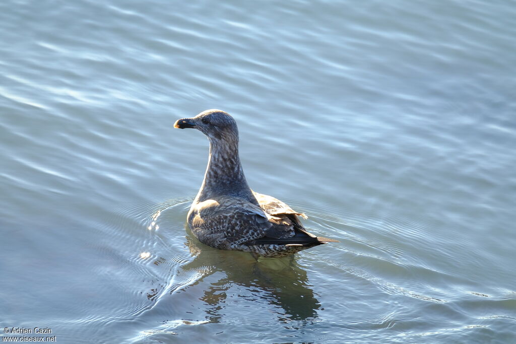 Kelp Gulljuvenile