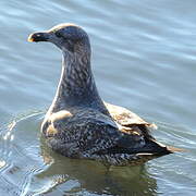 Kelp Gull