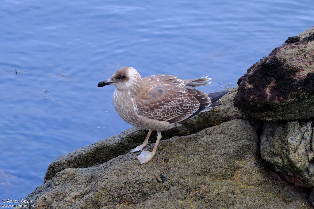 Kelp Gulljuvenile