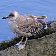 Kelp Gull