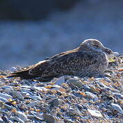 Kelp Gull