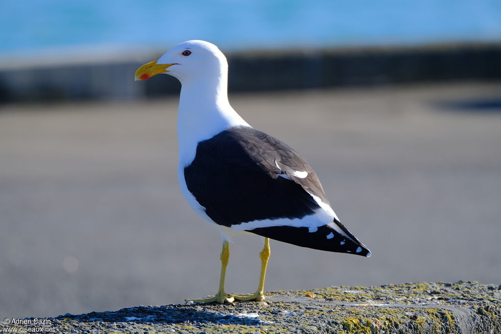 Goéland dominicainadulte, identification