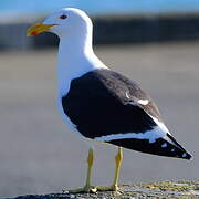 Kelp Gull