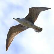 Yellow-legged Gull
