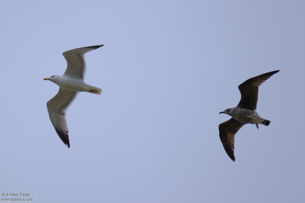Yellow-legged Gull, Flight