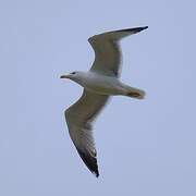 Yellow-legged Gull