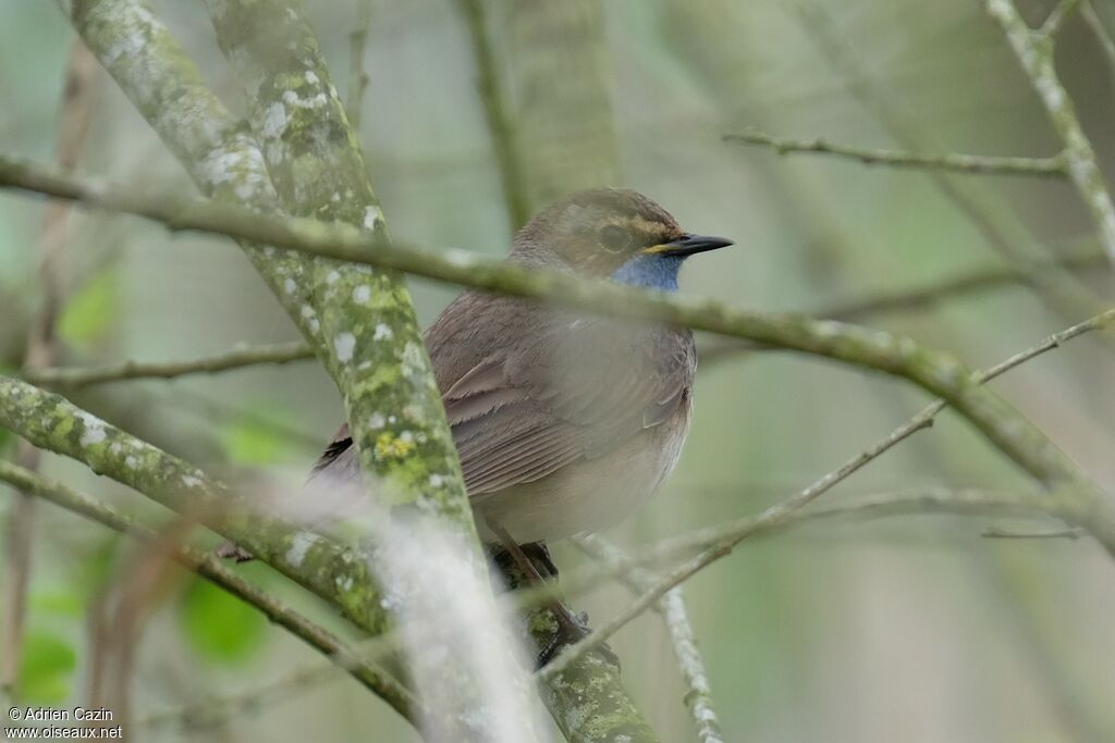 Bluethroatadult