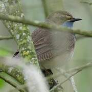 Bluethroat