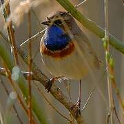 Bluethroat