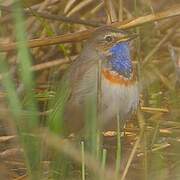 Bluethroat
