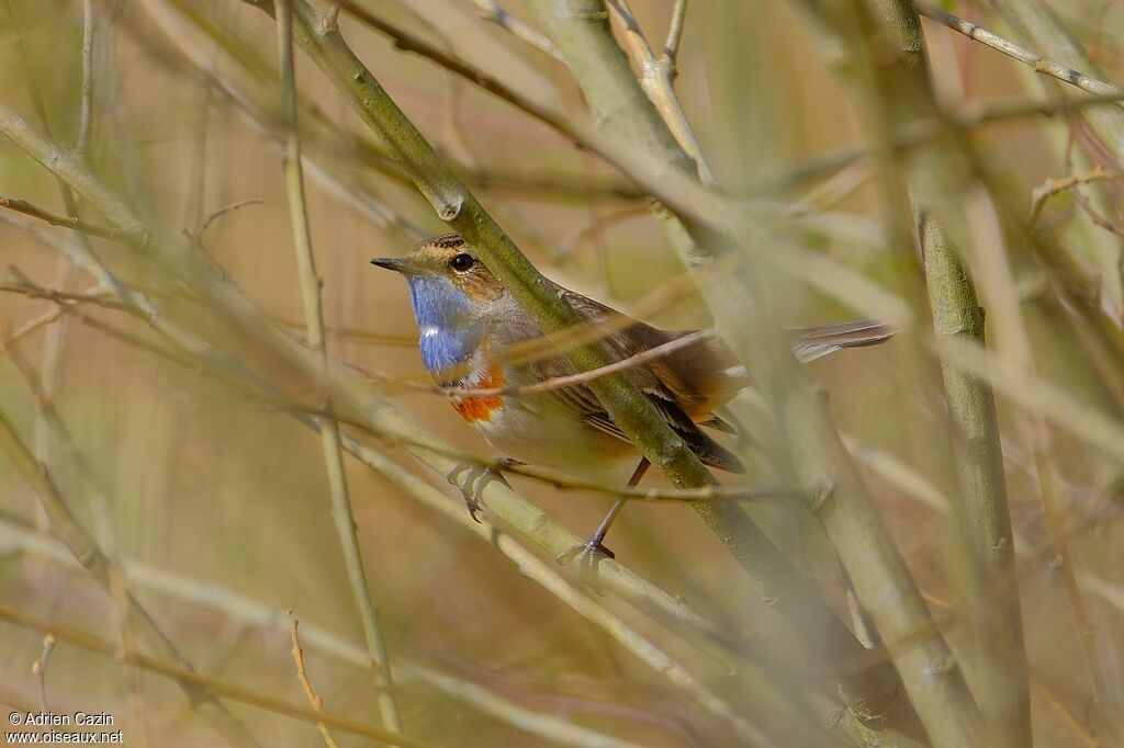 Gorgebleue à miroir mâle adulte nuptial, identification