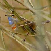 Bluethroat