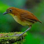 Grallaire à poitrine jaune