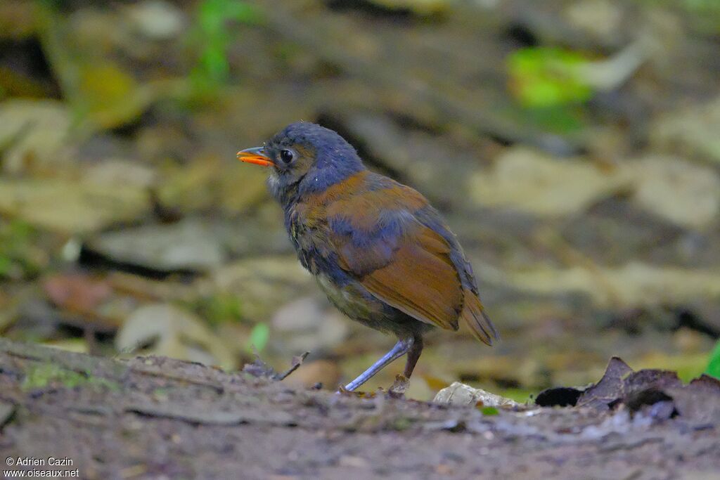 Grallaire à poitrine jaunejuvénile, identification