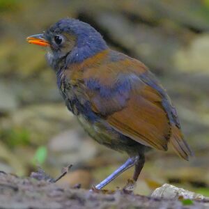 Grallaire à poitrine jaune