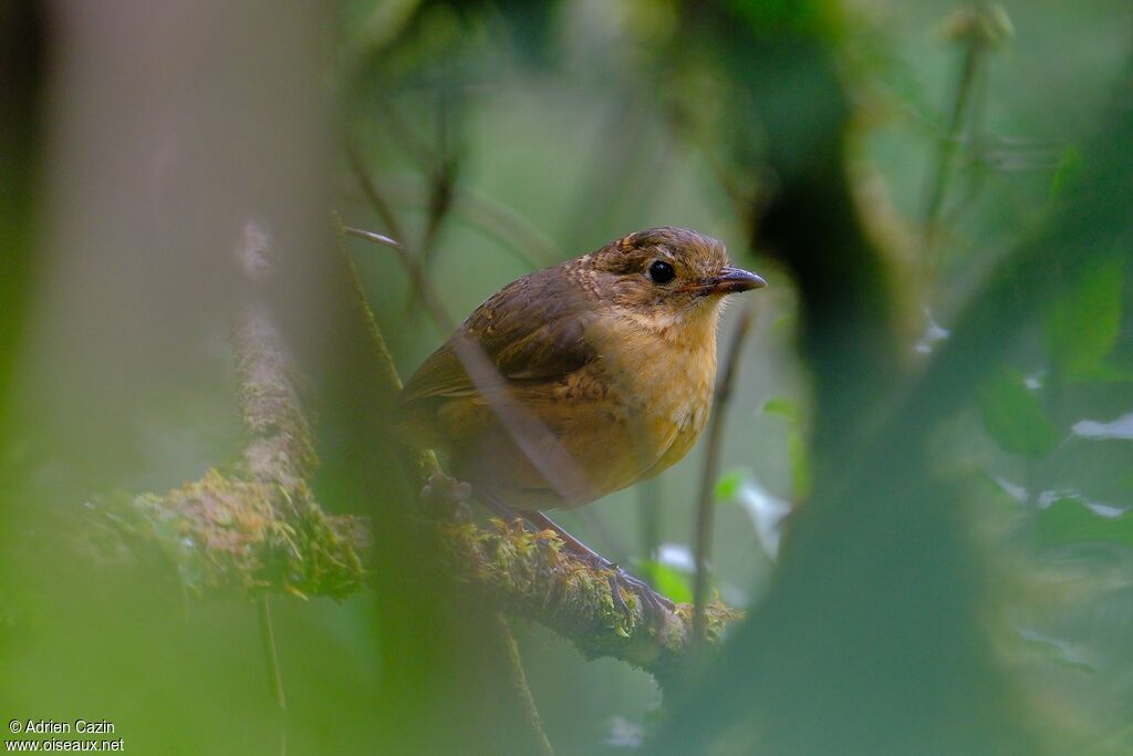 Grallaire de Quitoimmature, identification