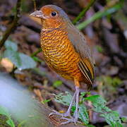 Giant Antpitta