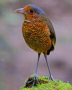 Giant Antpitta
