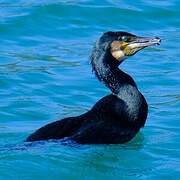 Great Cormorant