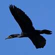 Grand Cormoran