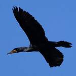 Grand Cormoran