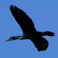 Grand Cormoran