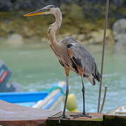 Great Blue Heron
