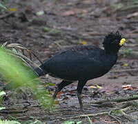 Great Curassow