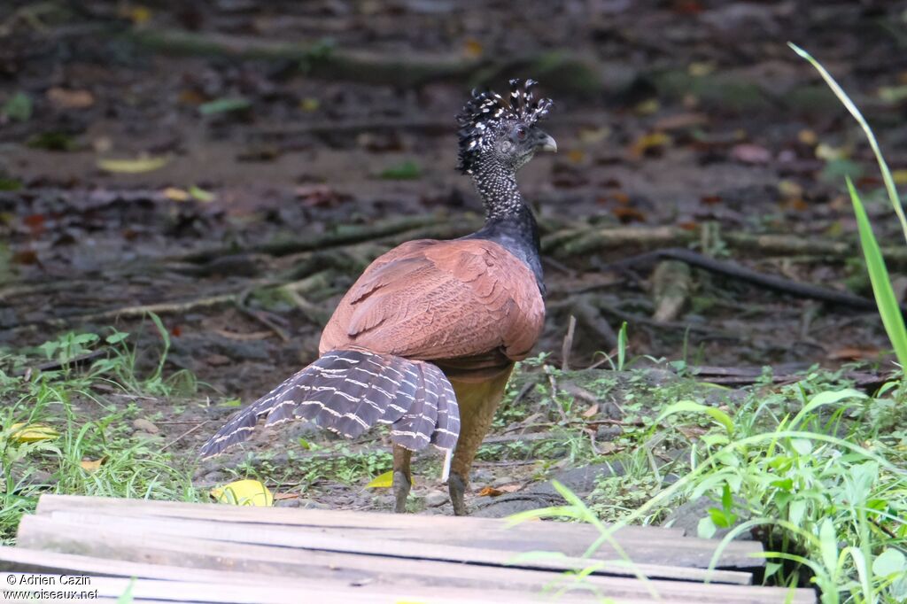 Great Curassow female adult, identification