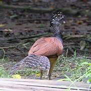 Great Curassow