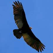 Greater Yellow-headed Vulture