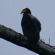 Greater Yellow-headed Vulture