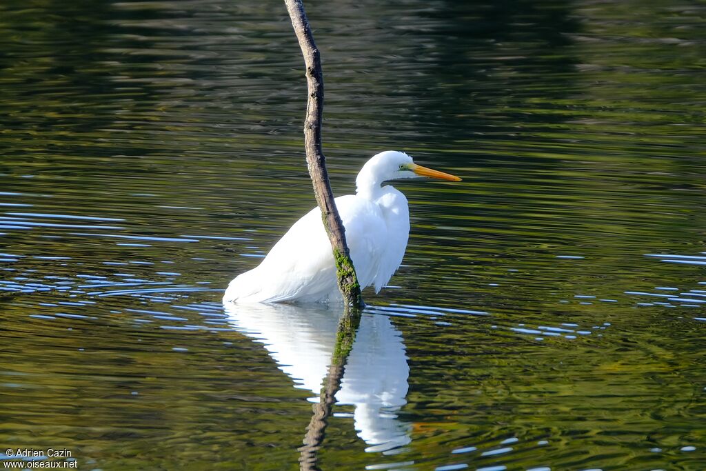 Grande Aigrette