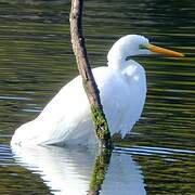 Grande Aigrette