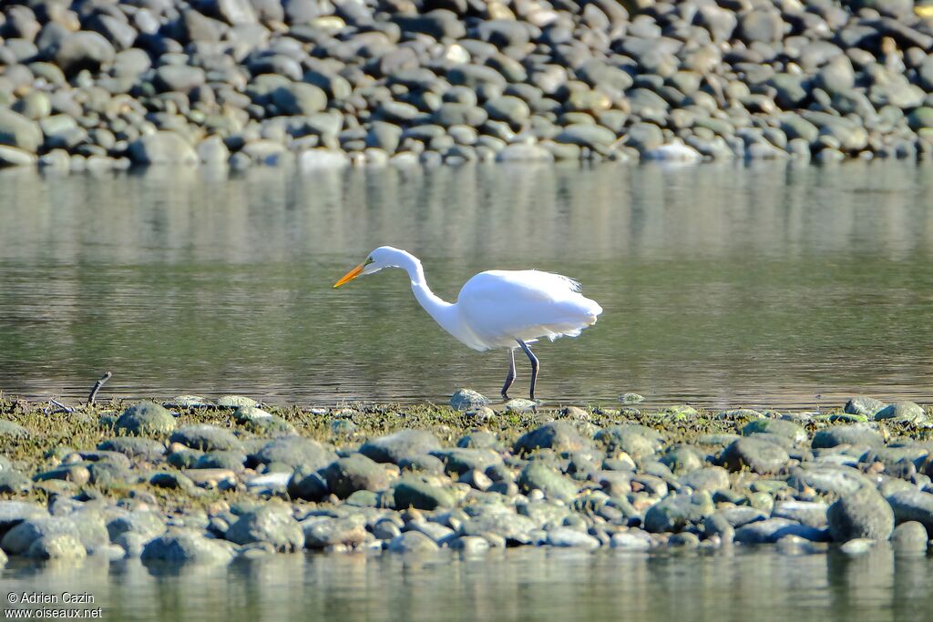 Grande Aigrette