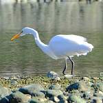 Grande Aigrette