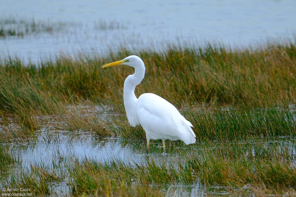 Grande Aigrette