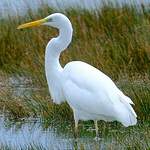 Grande Aigrette