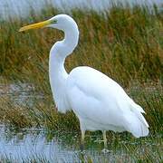 Great Egret