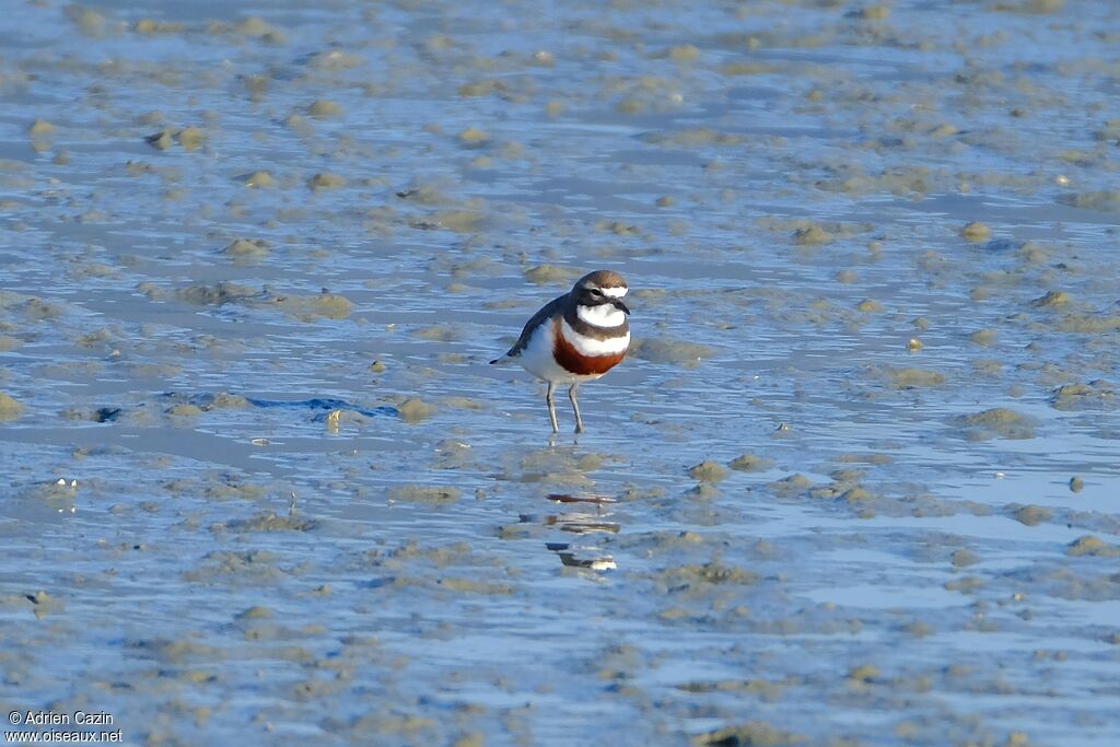 Double-banded Ploveradult